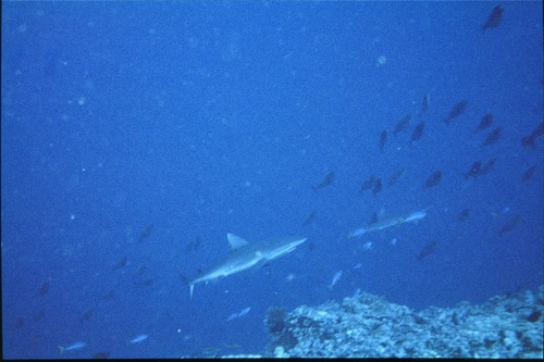 Grey Reef Shark