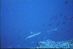 Grey Reef Shark