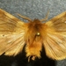 Bean's Tiger Moth - Photo (c) Doug Macaulay, some rights reserved (CC BY-NC), uploaded by Doug Macaulay