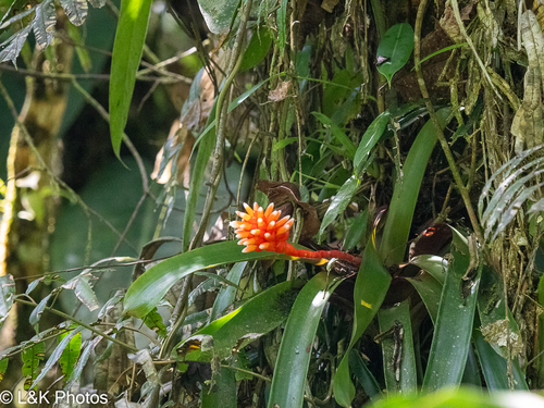 Guzmania musaica, photograph 6