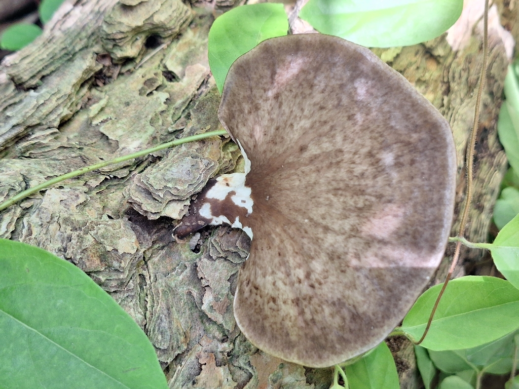 Bresadolia paradoxa
