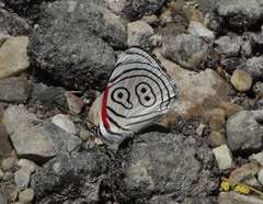 Diaethria euclides phlogea