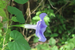 Ipomoea clavata, photograph (c) Ricard Busquets Reverte, some rights reserved (CC BY)