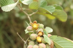 Rubus ellipticus