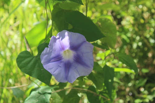 Ipomoea clavata, photograph 6