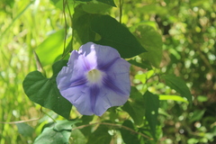 Ipomoea clavata, photograph (c) Ricard Busquets Reverte, some rights reserved (CC BY)