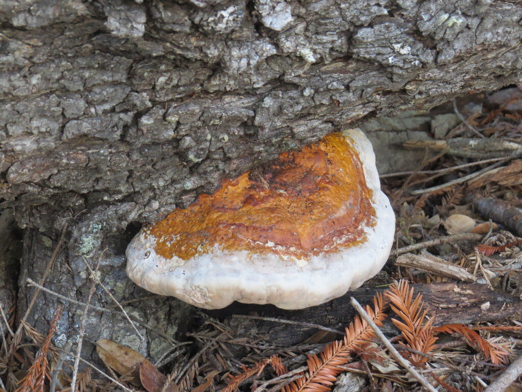 Fomitopsis mounceae · November 2025 · photo: © garth_harwood (iNaturalist, cc-by)