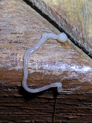 Baseodiscus delineatus