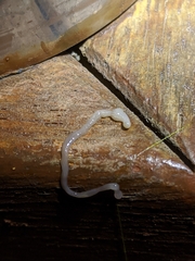 Baseodiscus delineatus