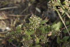 Archibaccharis hirtella