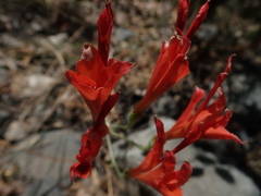 Alstroemeria ligtu