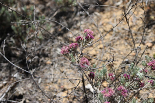 Melaleuca aspalathoides, 2025-12-12