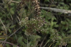 Archibaccharis hirtella