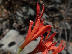 Alstroemeria ligtu