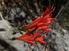 Alstroemeria ligtu