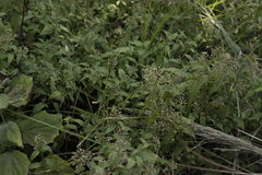 Archibaccharis hirtella