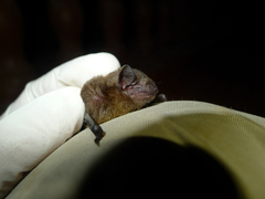 Pipistrellus nanulus