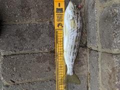 Helotes octolineatus