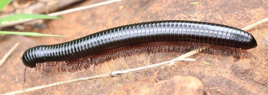 Doratogonus levigatus