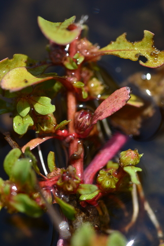 Water-purslane (Lythrum portula)