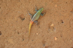 Platysaurus intermedius rhodesianus