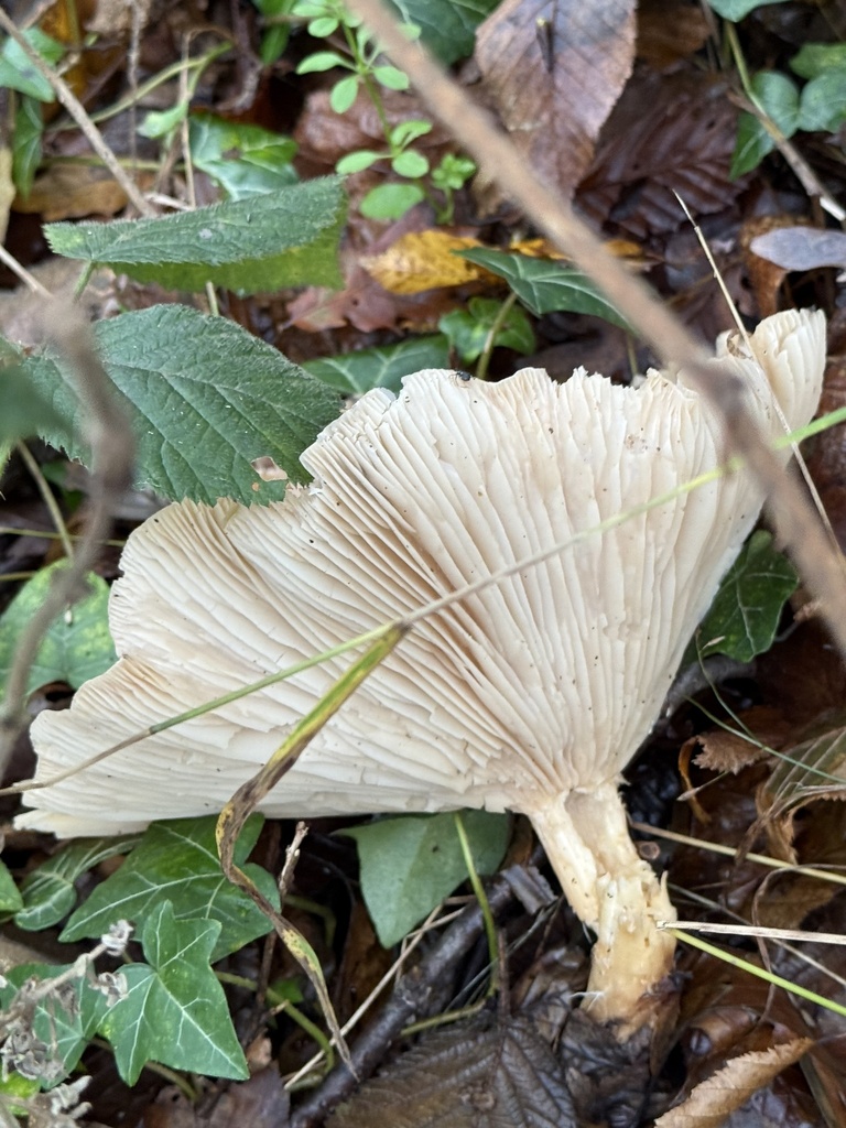 Infundibulicybe geotropa · December 2025 · photo: © cjoynson (iNaturalist, cc0)