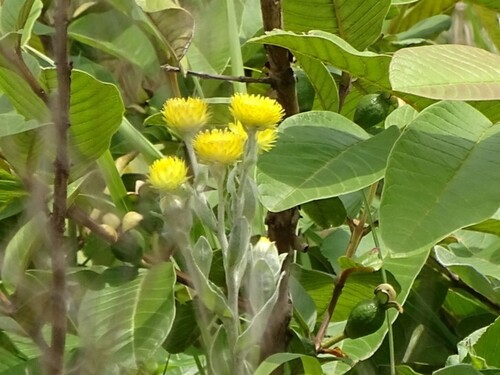 Prim Everlasting (Helichrysum decorum)