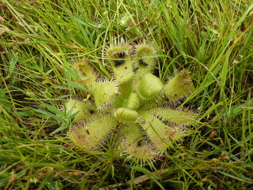 Fewflower Sundew (Drosera pauciflora)