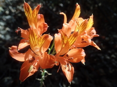 Alstroemeria ligtu