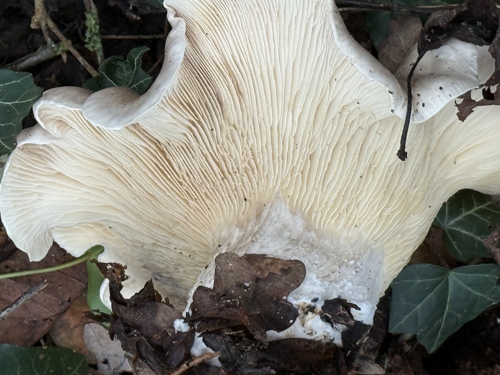 Clitocybe nebularis · December 2025 · photo: © cjoynson (iNaturalist, cc0)
