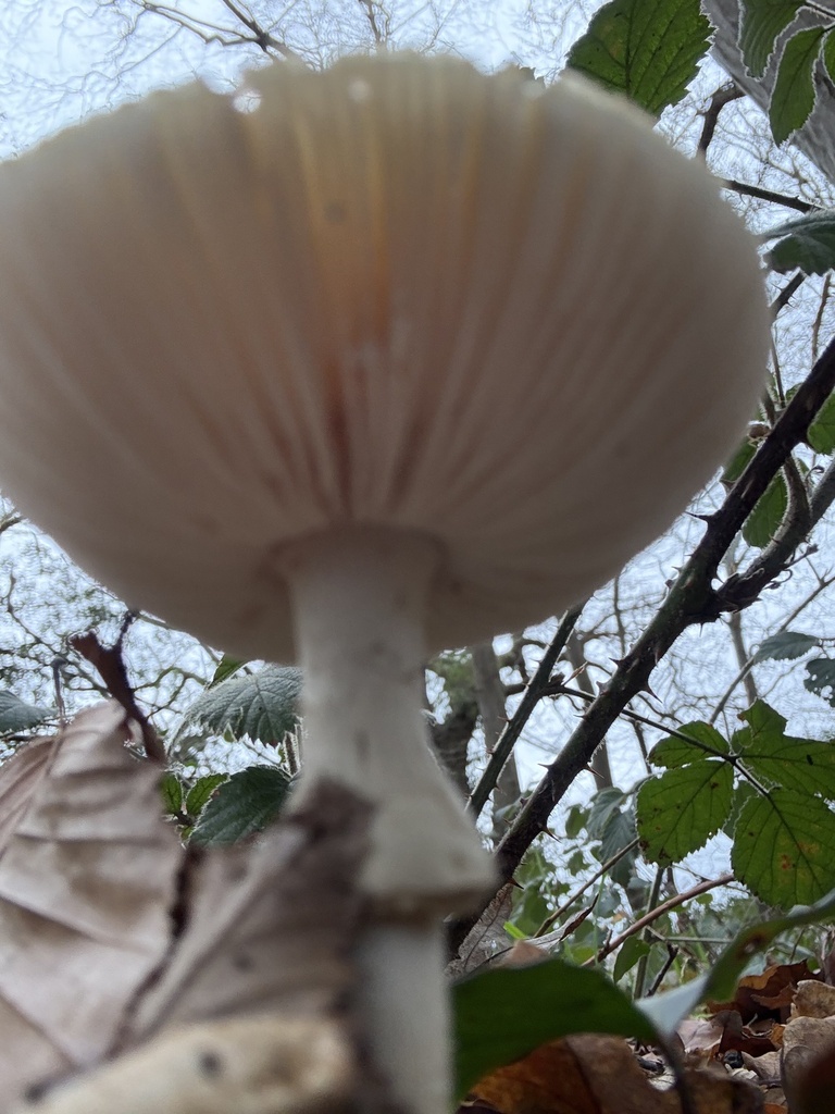Amanita citrina · December 2025 · photo: © cjoynson (iNaturalist, cc0)
