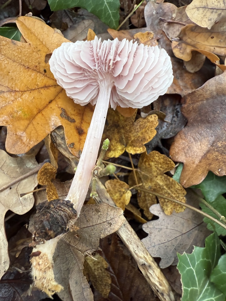 Mycena rosea · December 2025 · photo: © cjoynson (iNaturalist, cc0)