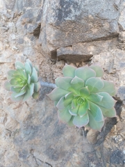 Aeonium percarneum image