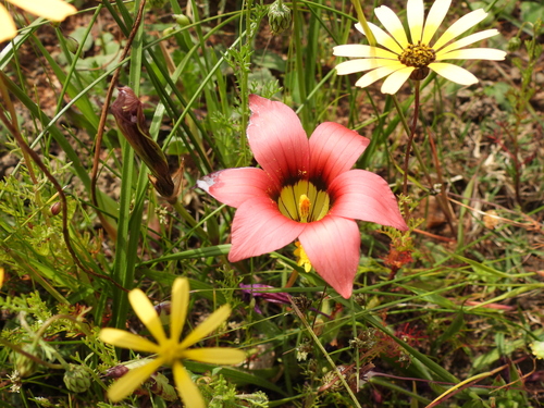 Slanting Froetang (Romulea obscura)