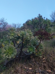 Aeonium percarneum image