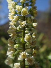 Escallonia pulverulenta