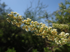 Escallonia pulverulenta
