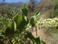 Escallonia pulverulenta