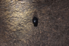 Telacanthura ussheri