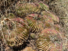 Echinofossulocactus lamellosus