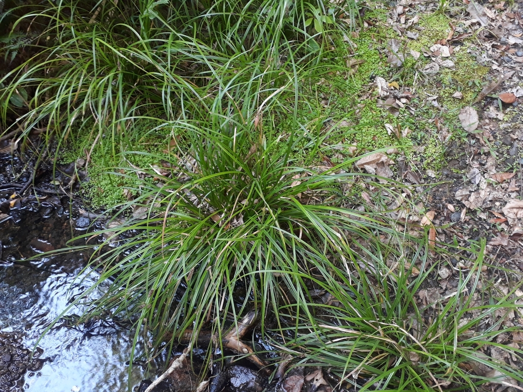 Carex ochrosaccus; photograph (c) Leon Perrie, some rights reserved (CC BY)