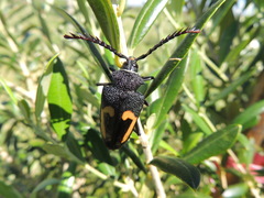 Calocomus desmarestii