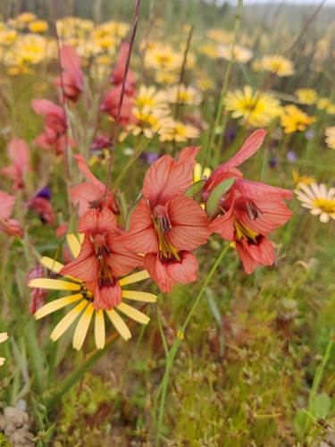 Pink Kalkoentjie (Gladiolus meliusculus)