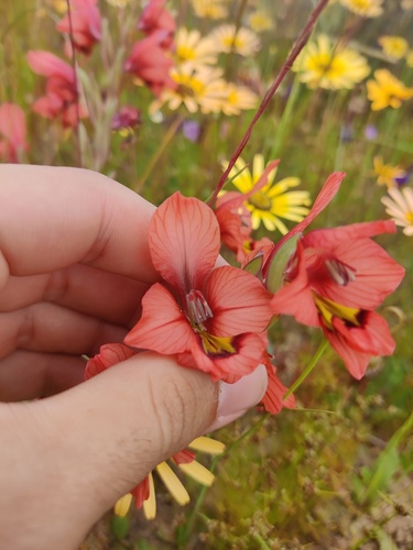 Gladiolus meliusculus, photograph 3