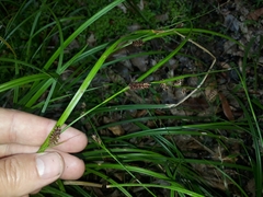 Carex ochrosaccus