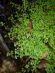 Callitriche muelleri