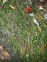 Echinodiopsis hispida