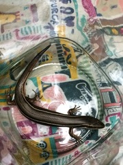 Aspronema dorsivittatum