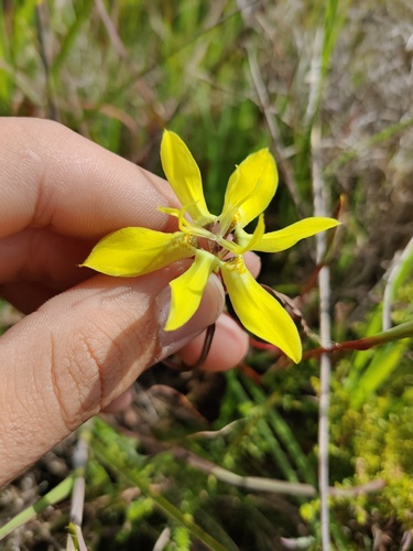 Tar Tulp (Moraea bituminosa)