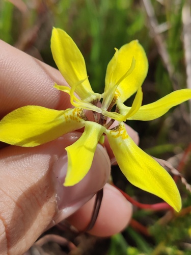 Moraea bituminosa, photograph 2
